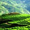 CANCAU, BACHA ETHNIC MARKET AND SAPA 4 DAYS 3 NIGHTS from 186 USD/person only