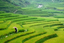 THE NORTHERN VIETNAM DISCOVERY: MISTY PEAKS & EMERALD WATERS (5 DAYS / 4 NIGHTS: HANOI - SAPA - HALONG BAY) from 203 USD/person only