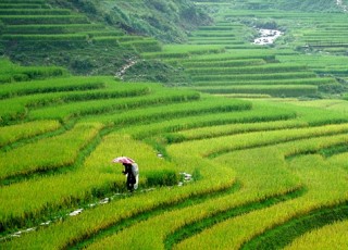 THE NORTHERN VIETNAM DISCOVERY: MISTY PEAKS & EMERALD WATERS (5 DAYS / 4 NIGHTS: HANOI - SAPA - HALONG BAY) from 203 USD/person only