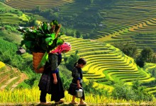 HANOI - HALONG (OVER NIGHT ON CRUISE) - SAPA (2 DAYS 1 NIGHT) - NINHBINH 7 DAYS 6 NIGHTS from 382 USD/person