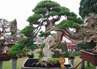 VIETNAM BONSAI PLANT TOUR AND HALONG BAY 5 DAYS 4 NIGHTS