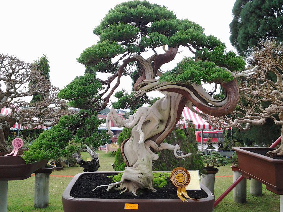 VIETNAM BONSAI PLANT TOUR AND HALONG BAY 5 DAYS 4 NIGHTS